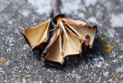 Exochorda serratifolia - hroznovec pilolistý - plod bez semene